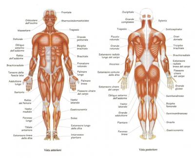 Lesioni muscolari: classificazione e sintomi a cura del Dott. Ernesto Ciravegna
