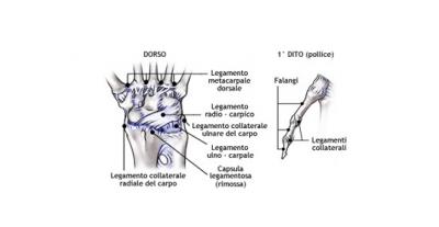 Il polso: anatomia, patologie e rimedi antishock.