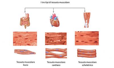 I muscoli: anatomia, patologie e rimedi antishock
