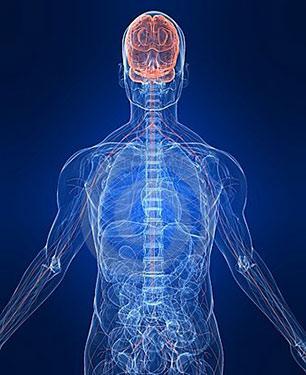 I nervi: anatomia, patologie e rimedi antishock
