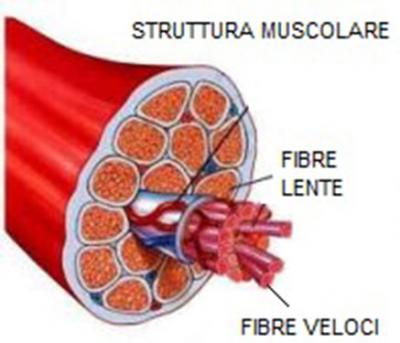 Le fibre muscolari: anatomia, patologie e rimedi antishock