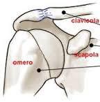 La clavicola: anatomia, patologie e rimedi shock absorbing