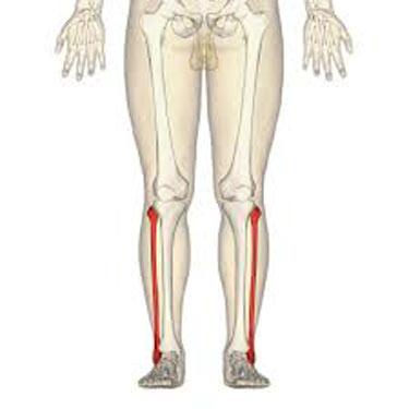 Il perone: anatomia, patologie e rimedi utili