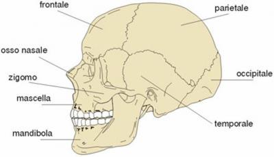 La mandibola: anatomia, patologie e rimedi shock absorbing
