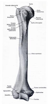 Il Radio: anatomia, patologie e rimedi shock absorbing