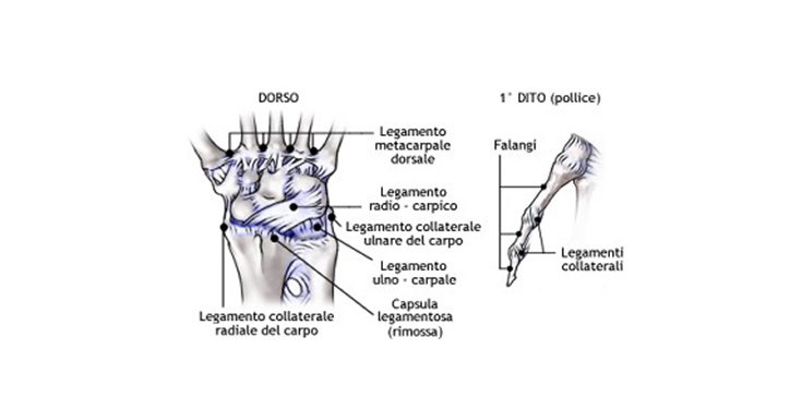 Il polso: anatomia, patologie e rimedi antishock.