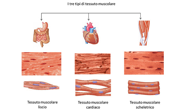 I muscoli: anatomia, patologie e rimedi antishock