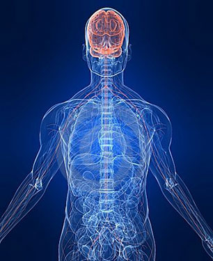 I nervi: anatomia, patologie e rimedi antishock