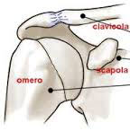 La clavicola: anatomia, patologie e rimedi shock absorbing