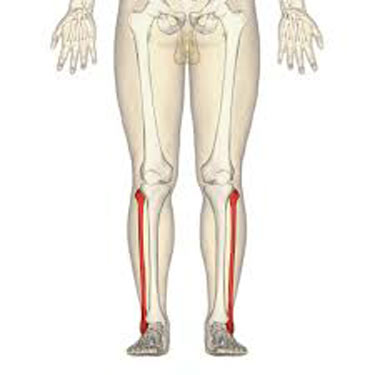 Il perone: anatomia, patologie e rimedi utili