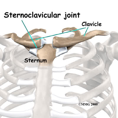 Lo sterno: anatomia, patologie e rimedi shock absorbing