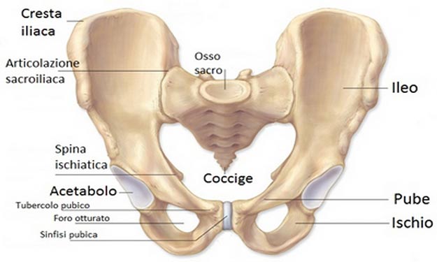Il coccige: anatomia, patologie e rimedi shock absorbing