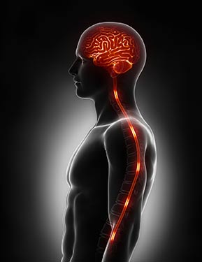 I fusi neuromuscolari: anatomia, patologie e rimedi shock absorbing