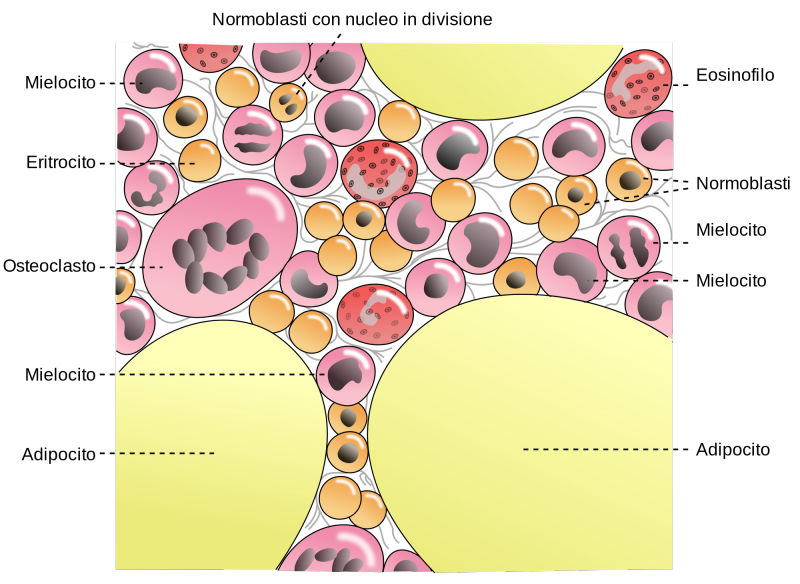Il midollo osseo: anatomia e patologie
