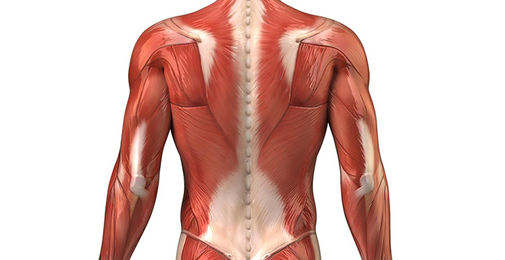 Come si può intervenire sulla rigidità dei muscoli del dorso e del collo?